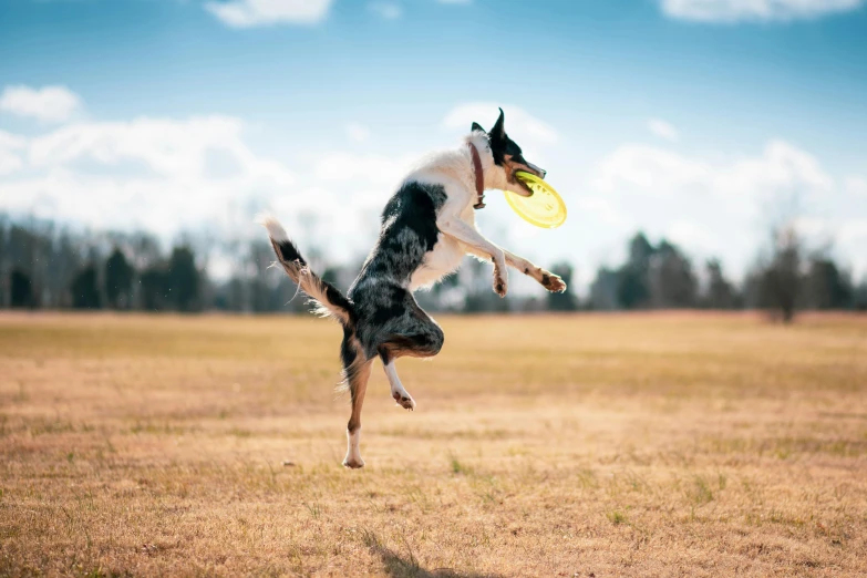dog jumps up in the air to catch a frisbee