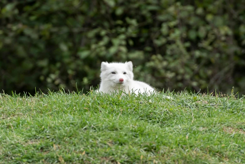 a dog that is laying in the grass