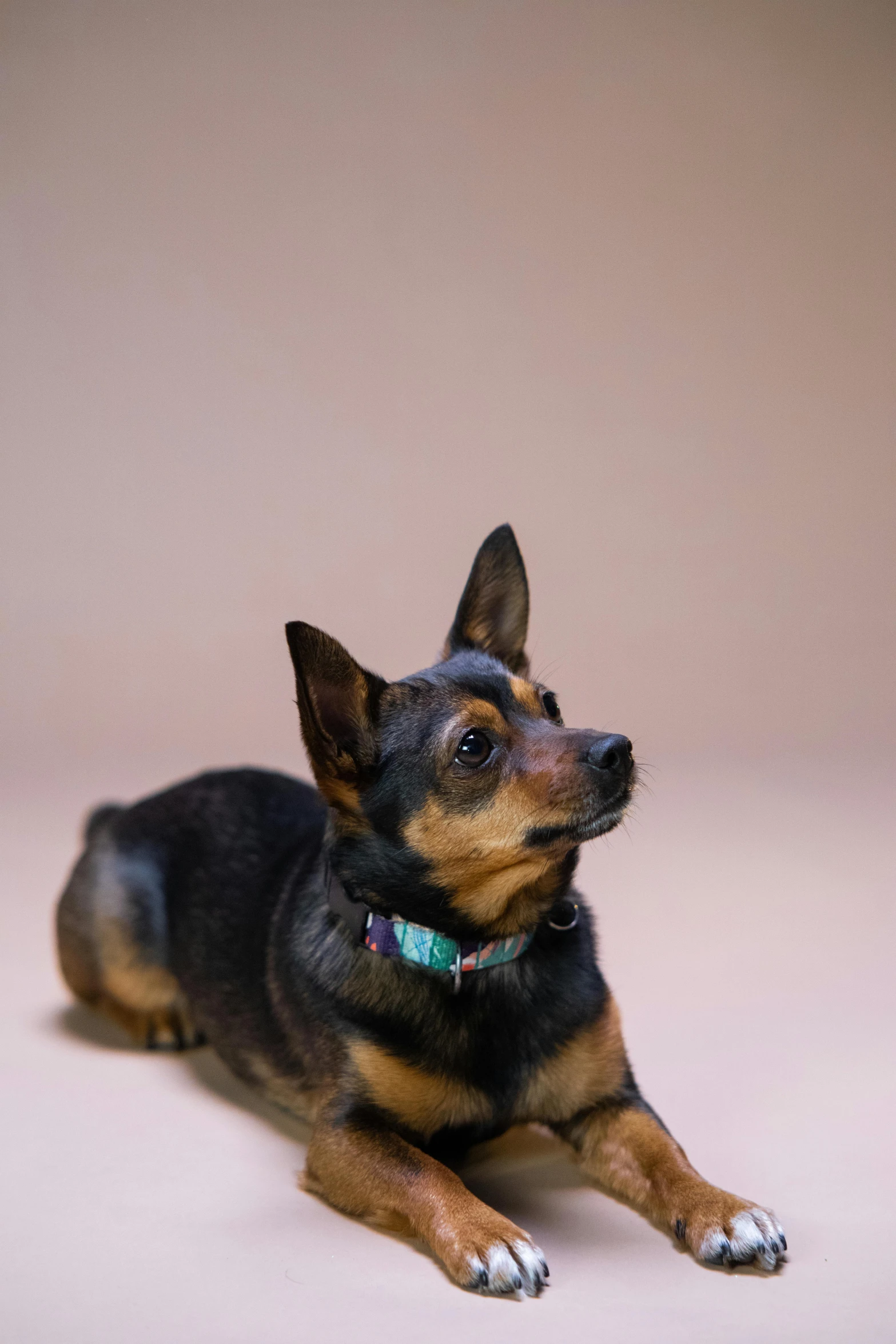 a little dog is laying down on a light brown surface