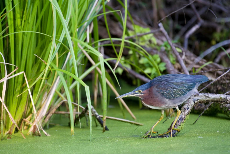 a bird with a long beak stands in water surrounded by grass and trees