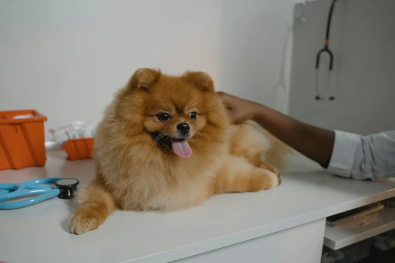 a fluffy dog sitting on top of a white table