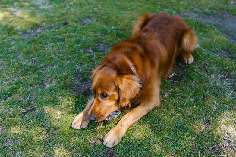 a dog with a frisbee on the grass