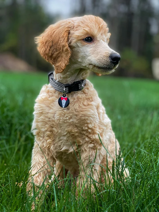 a brown dog sitting in a green field