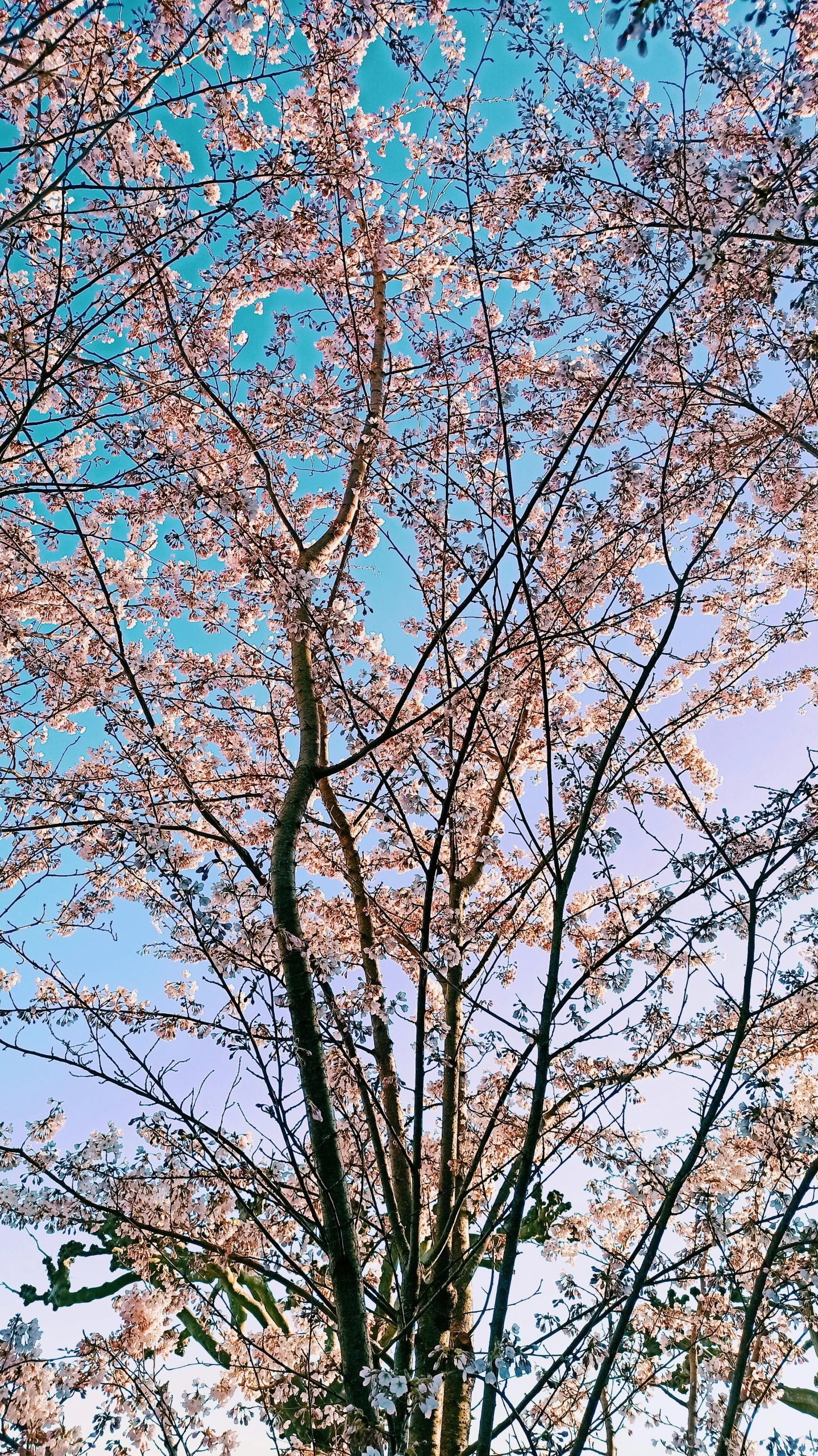 a bare tree stands against a bright blue sky