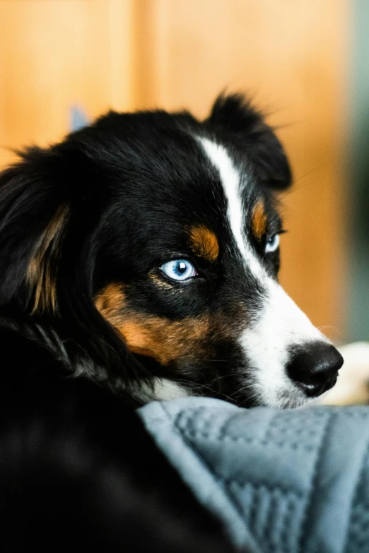 dog laying on blanket looking into distance