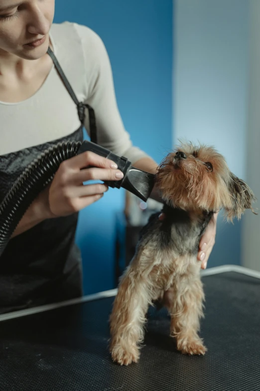a person using an electric hair dryer on a dog