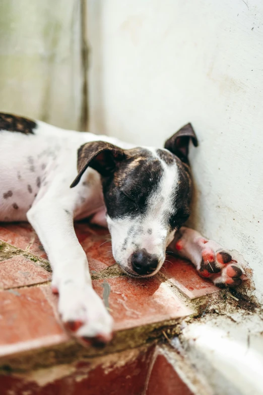 a dog with spots laying on the ground next to a mirror