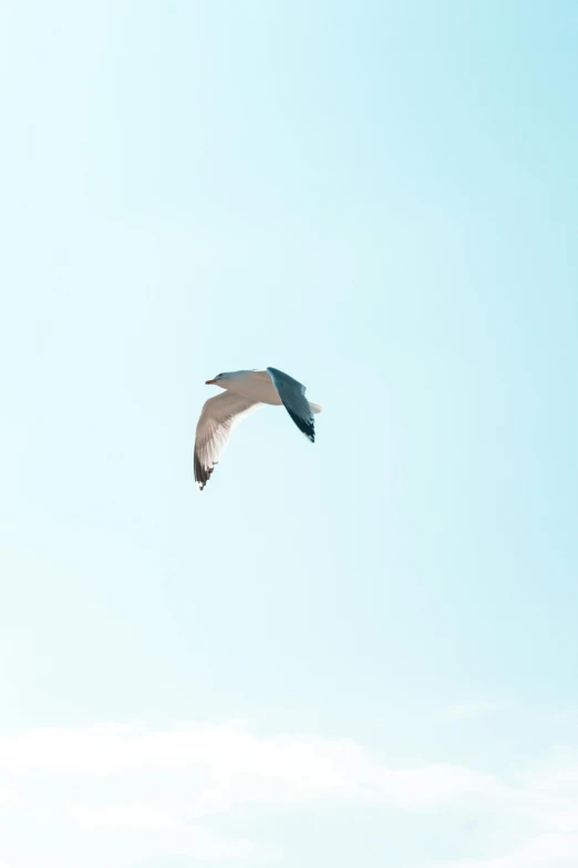a bird flying in a very blue sky