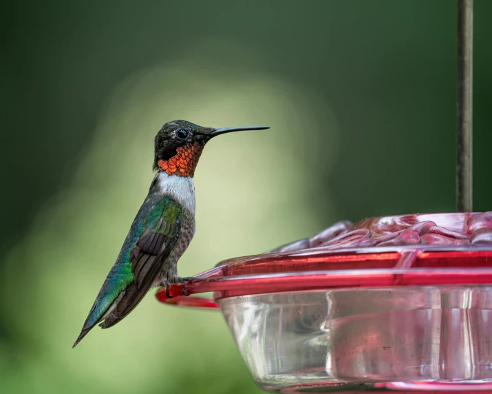 a hummingbird looks to the side as it drink from the bird feeder