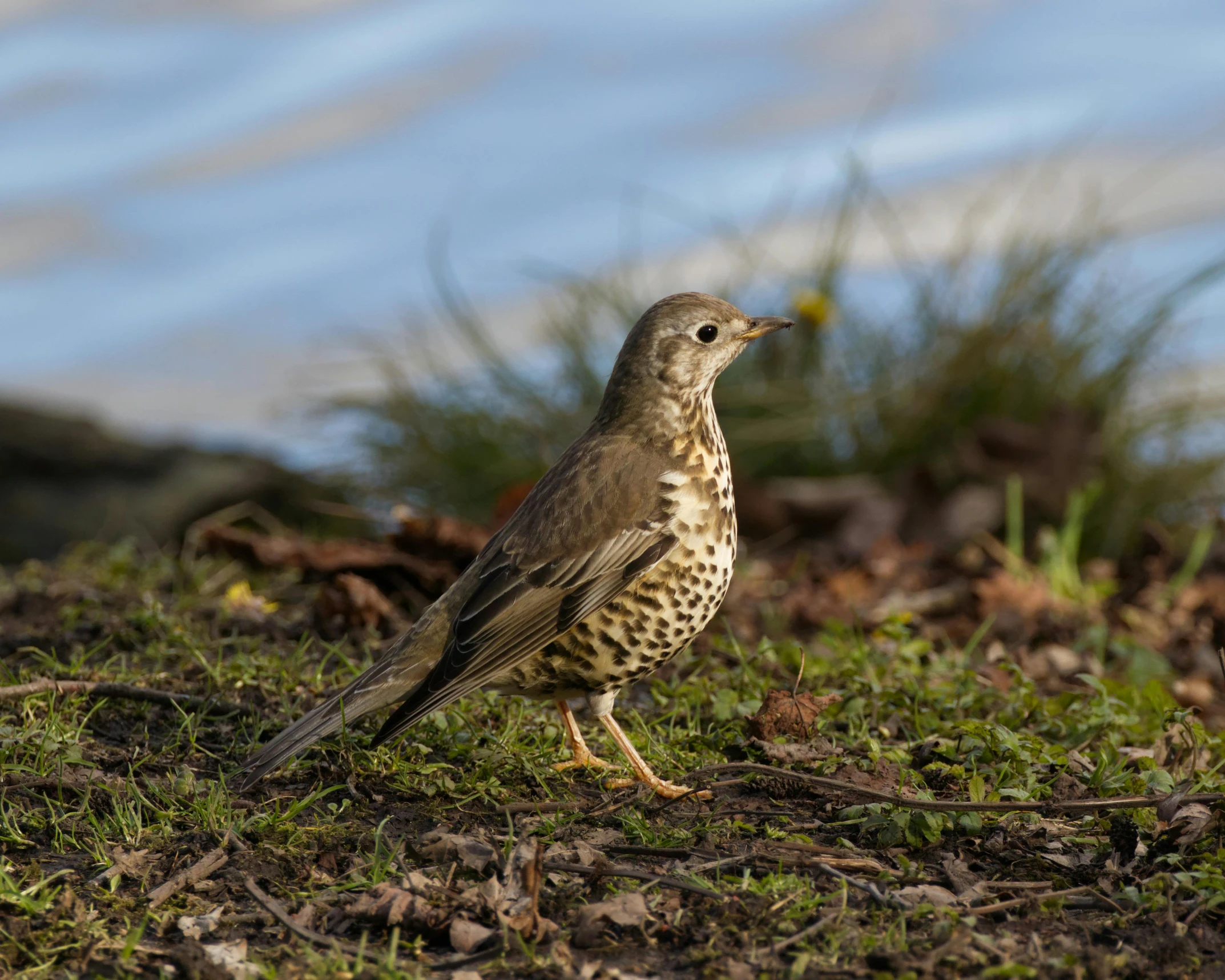 a brown and black bird standing on green grass