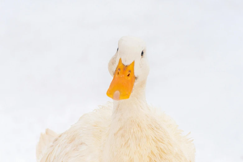 a large white duck standing next to a tree