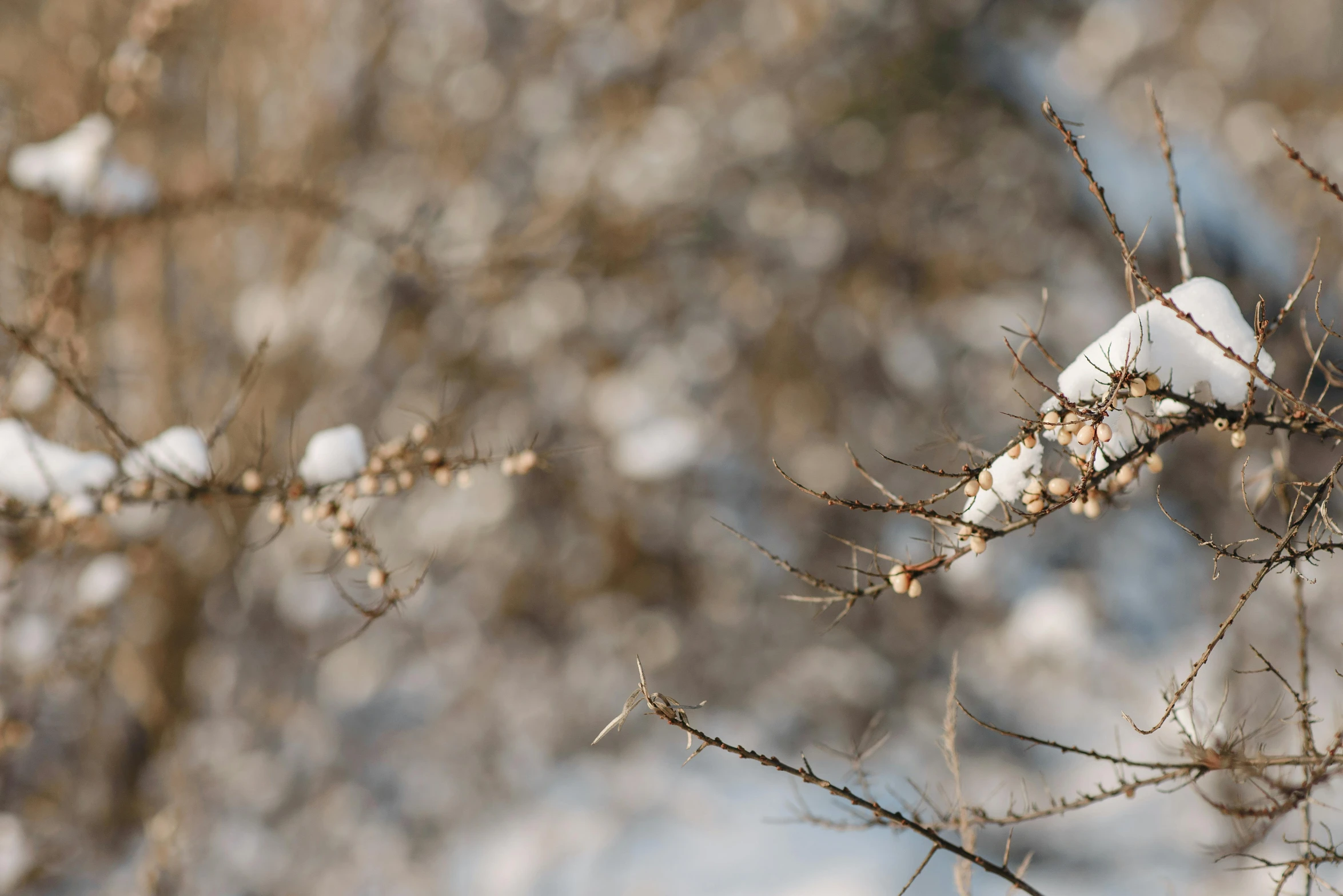 some snow that is on a nch in front of some trees