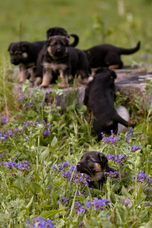 four little puppies are running around among flowers