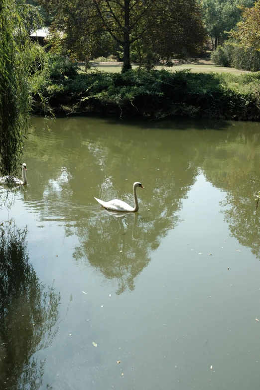 two white swans floating on top of a pond