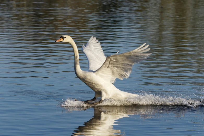 a large white goose taking flight from the water