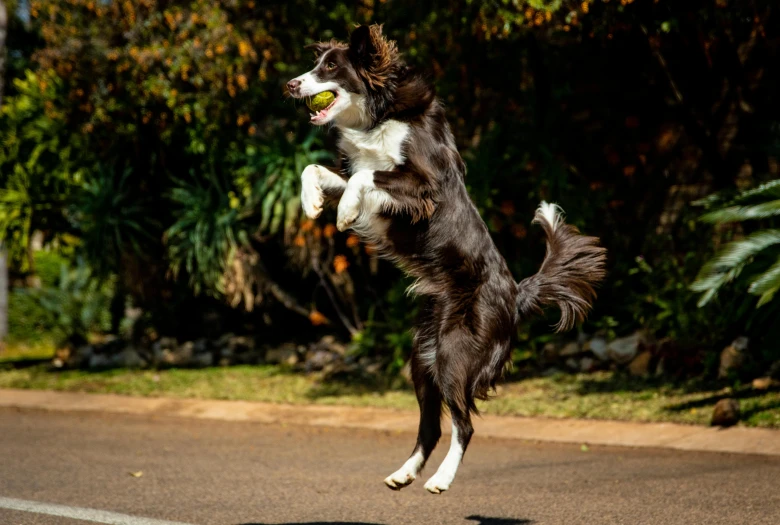 a black and white dog jumping up to catch a ball