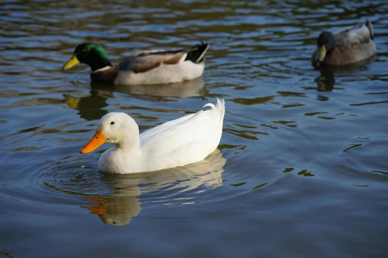 there are two duck that can be seen swimming on the water
