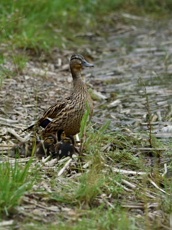 a duck is walking on the grass near its mother