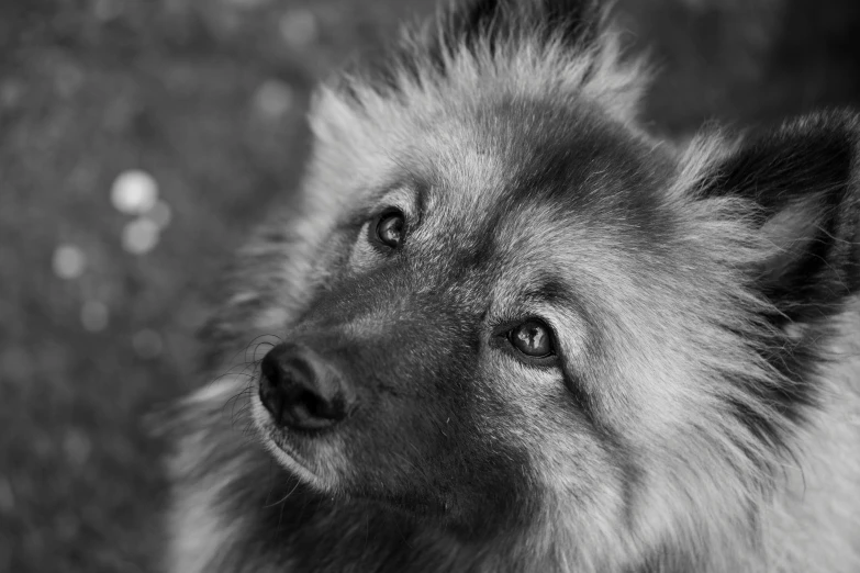 black and white po of a furry dog staring at the camera