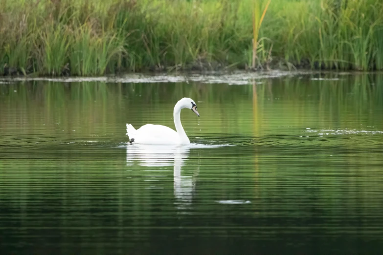 a white duck floating on top of a lake