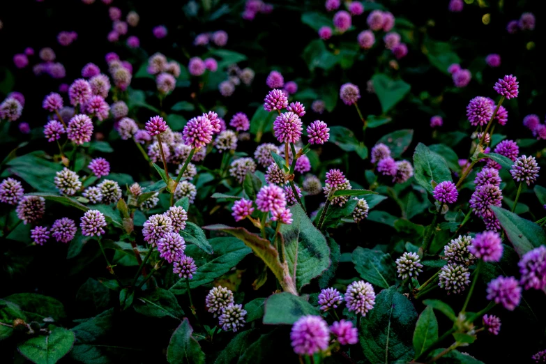 a group of purple flowers that are growing