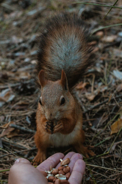 someone holding soing with their hands in front of a squirrel