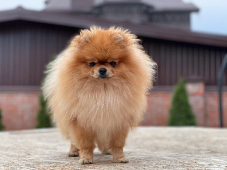 a small brown dog standing on top of concrete