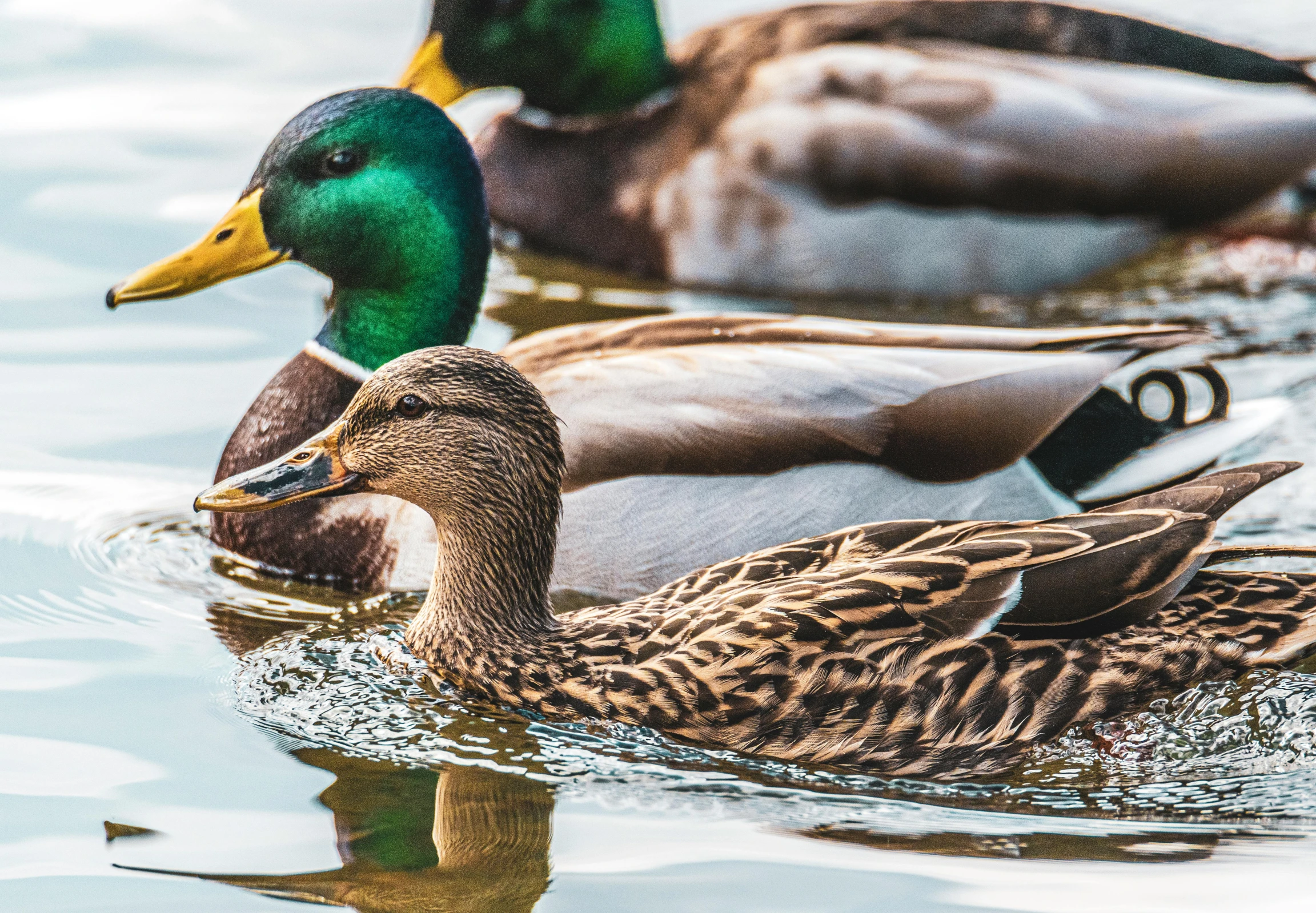 three ducks are swimming on the water together