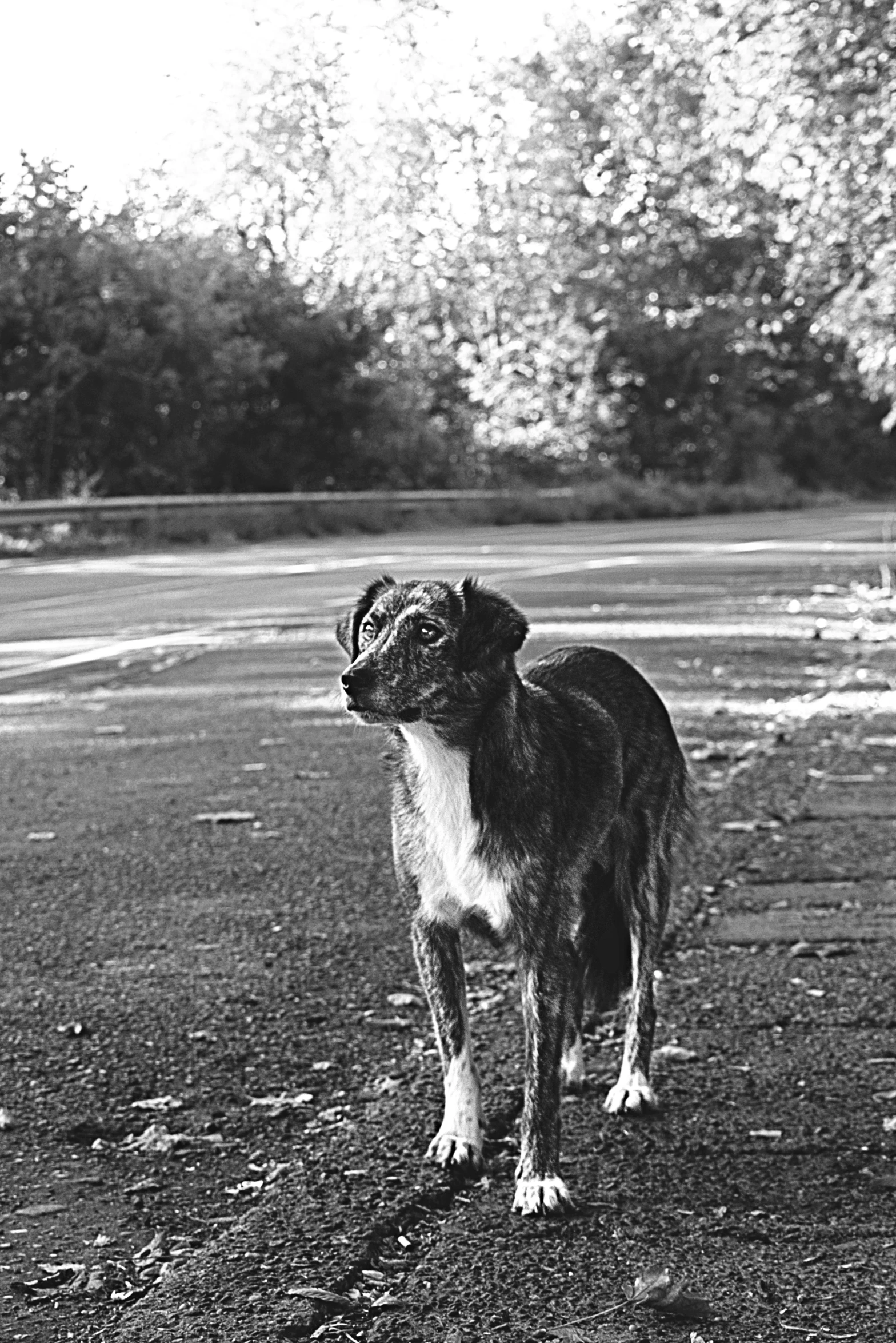 a small dog standing in the middle of the road