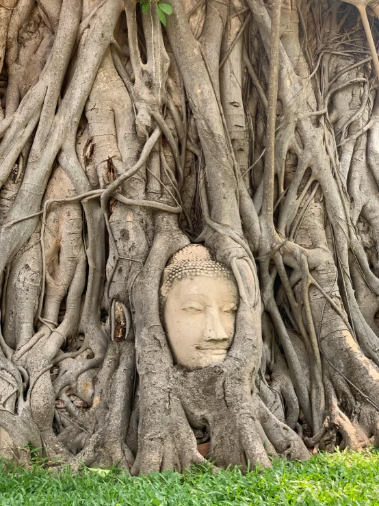 an ancient looking buddha face in a tree