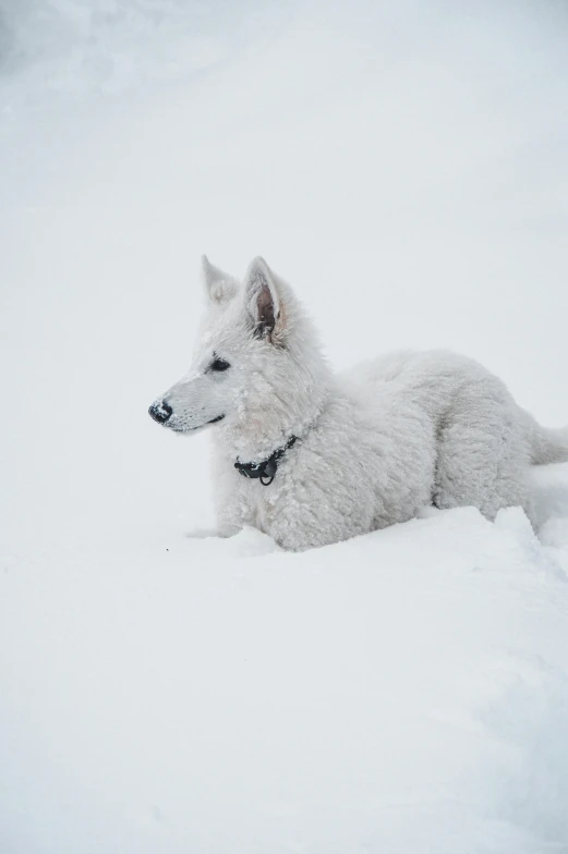 a small dog is sitting in the snow