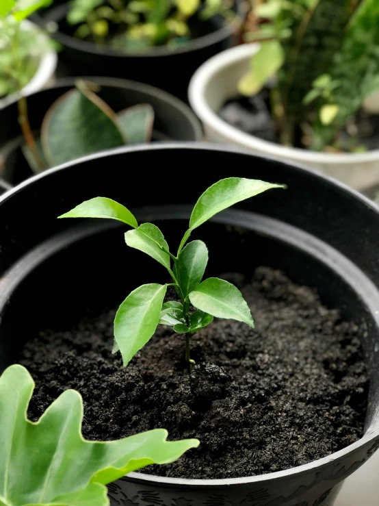 three plant pots with small green plants inside of them