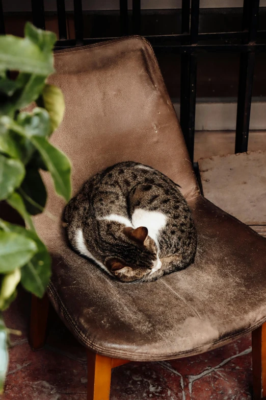 a cat curled up asleep in an office chair