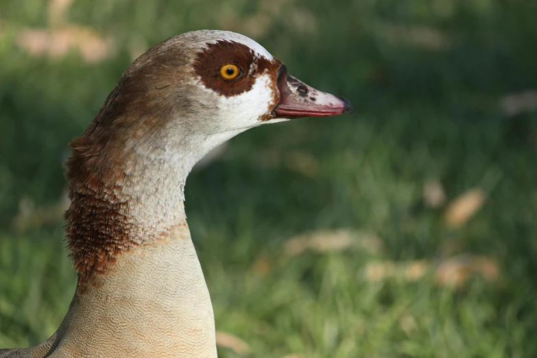 the head of a duck in front of a green lawn