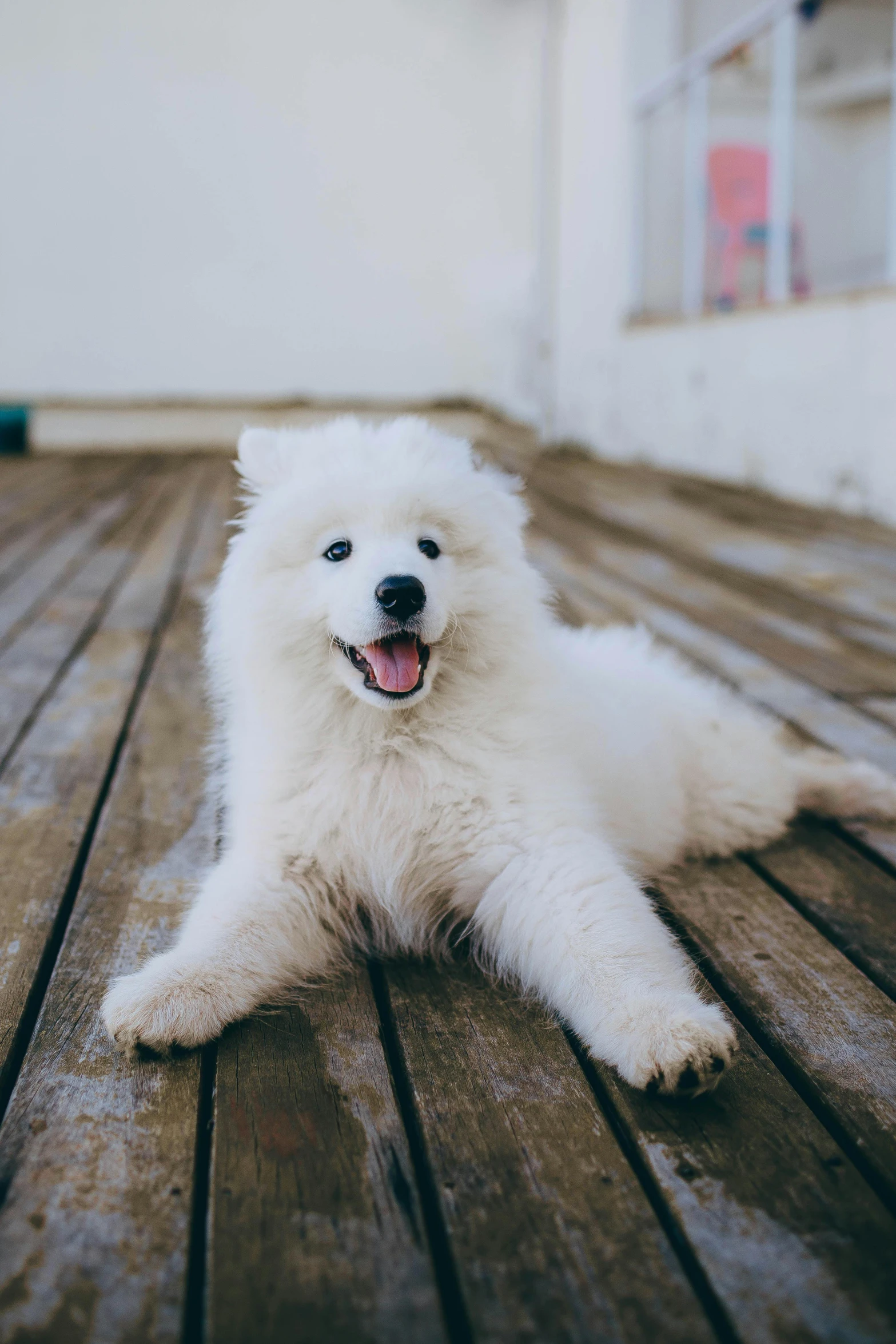 a white dog laying on a wooden floor next to a window