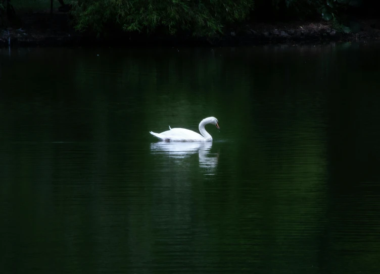 the white swan swims across the water alone