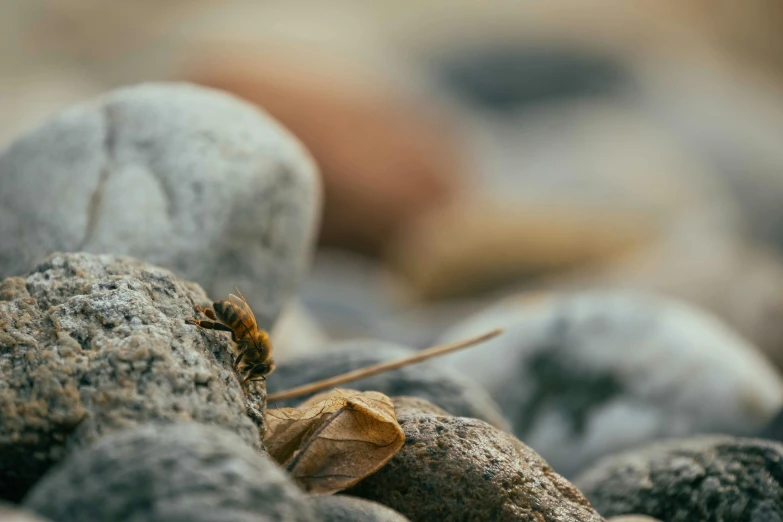 small brown insect on a rock outside