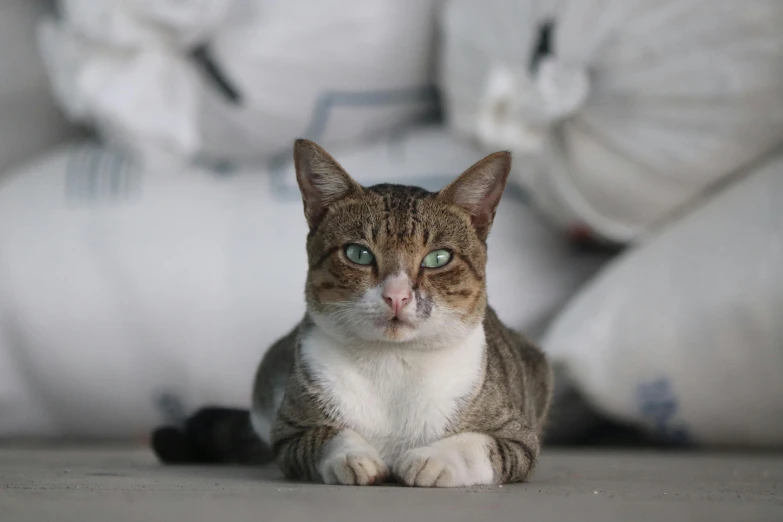 a cat with a wide eyes sitting on the floor