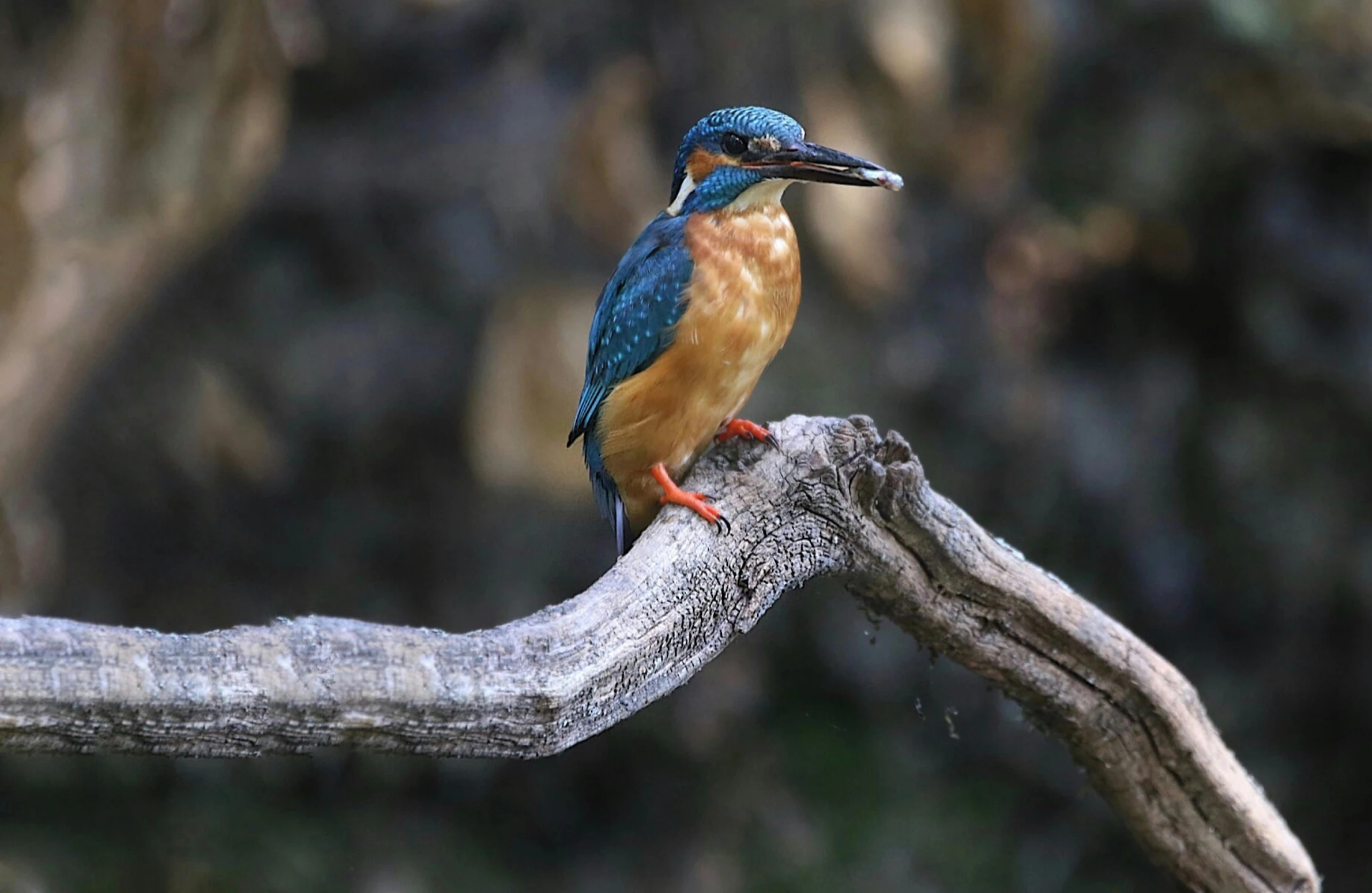 a blue and orange bird is perched on a nch