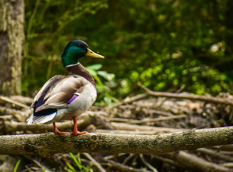 the duck is standing on a large limb near the woods