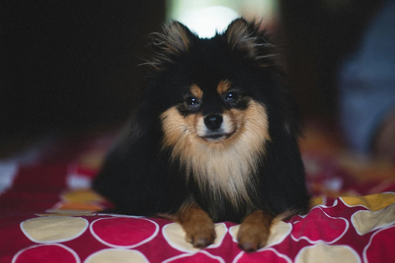 a small dog sitting on top of a bed covered in pillows