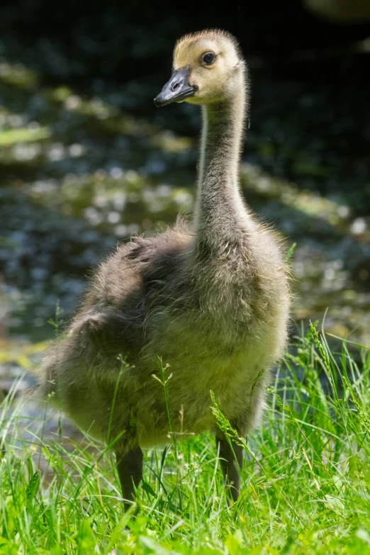 a baby bird walks through the grass near water
