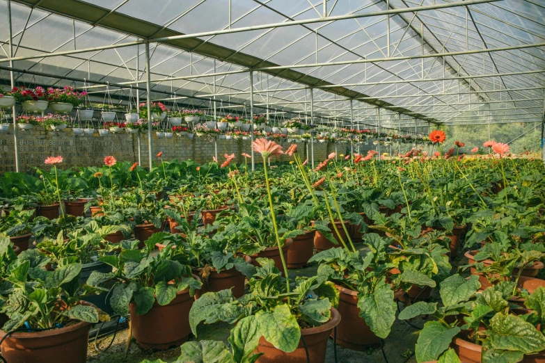 a large greenhouse with many pots with plants inside