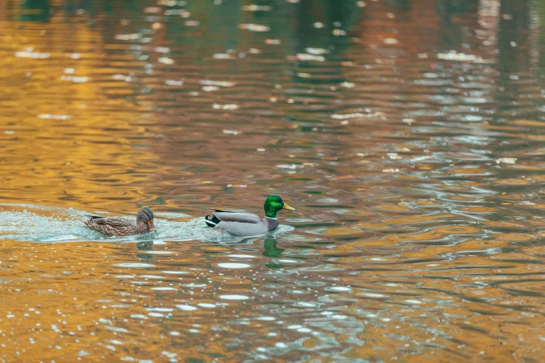 two ducks swimming on the lake, one on the other