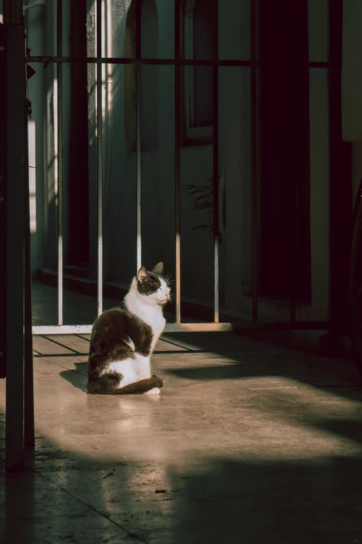 a cat sits near some gated area