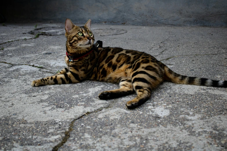 a cat laying on top of a cement ground