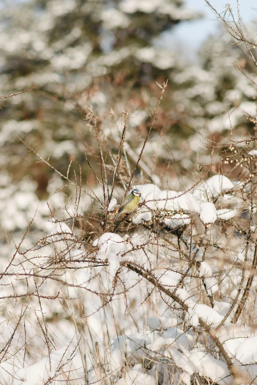 a yellow bird sits atop snow covered vegetation