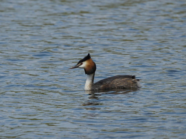 the long necked bird is floating in the water