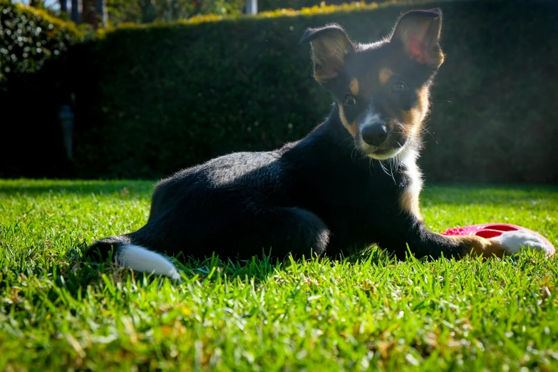 a dog laying in the grass playing with a toy