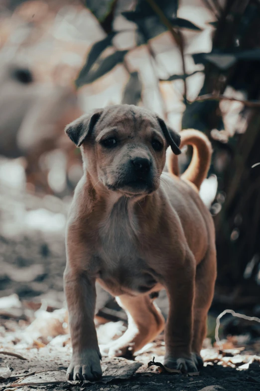 the young puppy is walking next to the tree